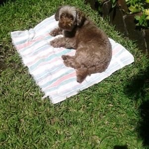 Meet your Posher, Rodrigo